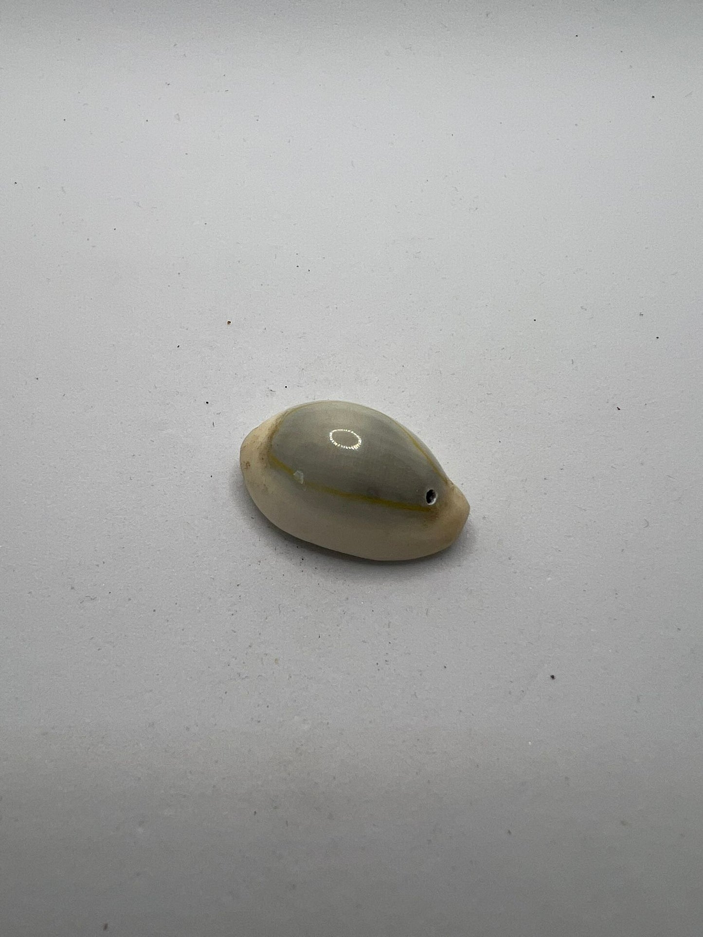 1133 Vintage Muschelperle 25mm