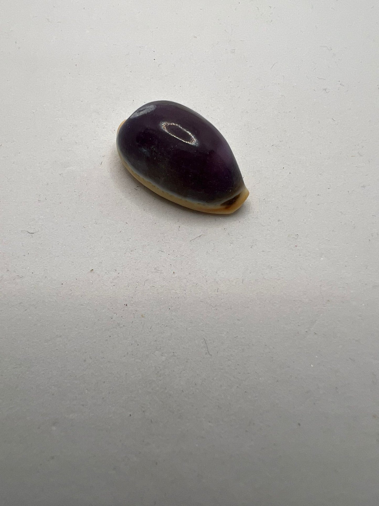 1132 Vintage Muschelperle 25mm